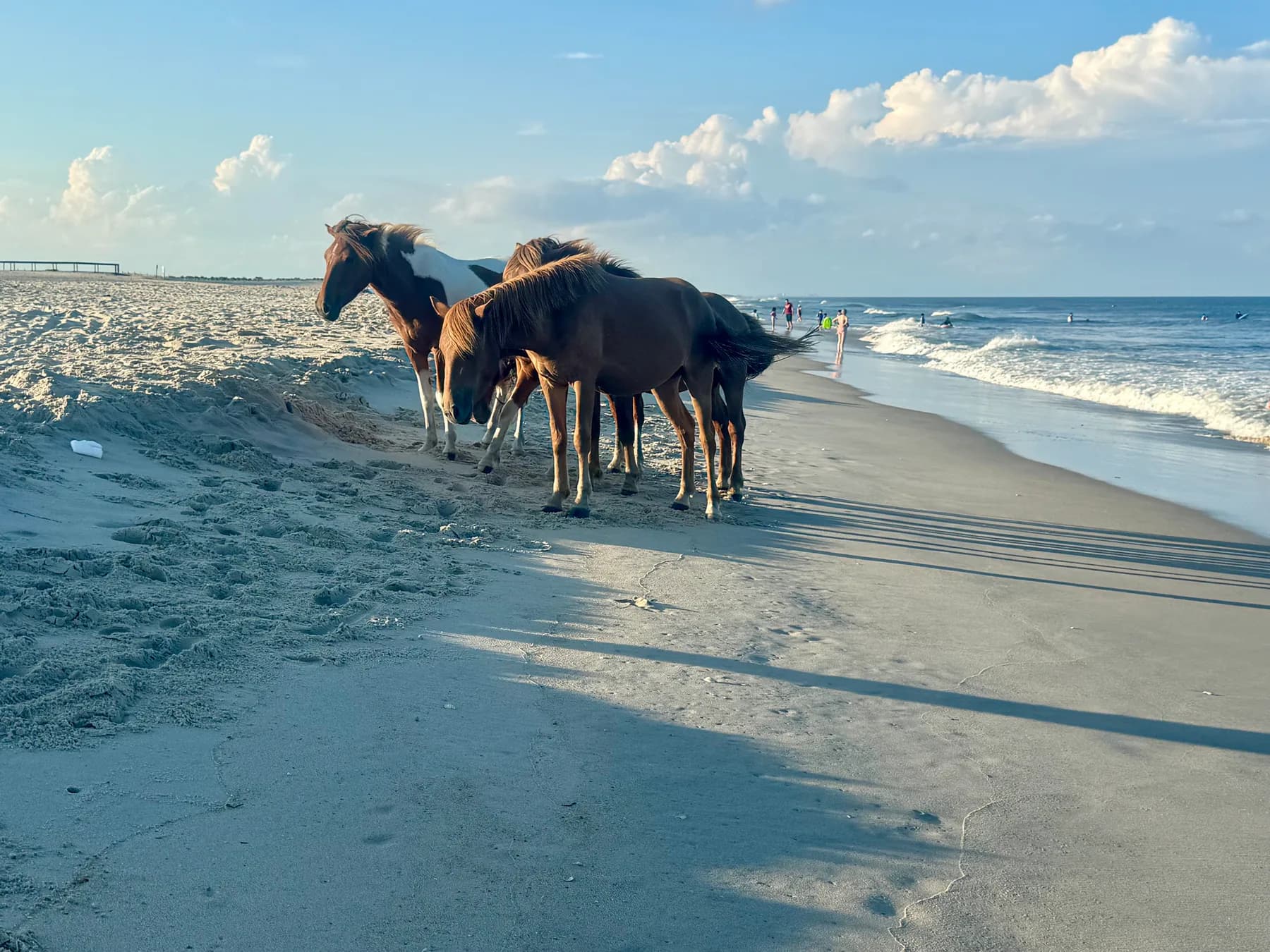 Assateague Island