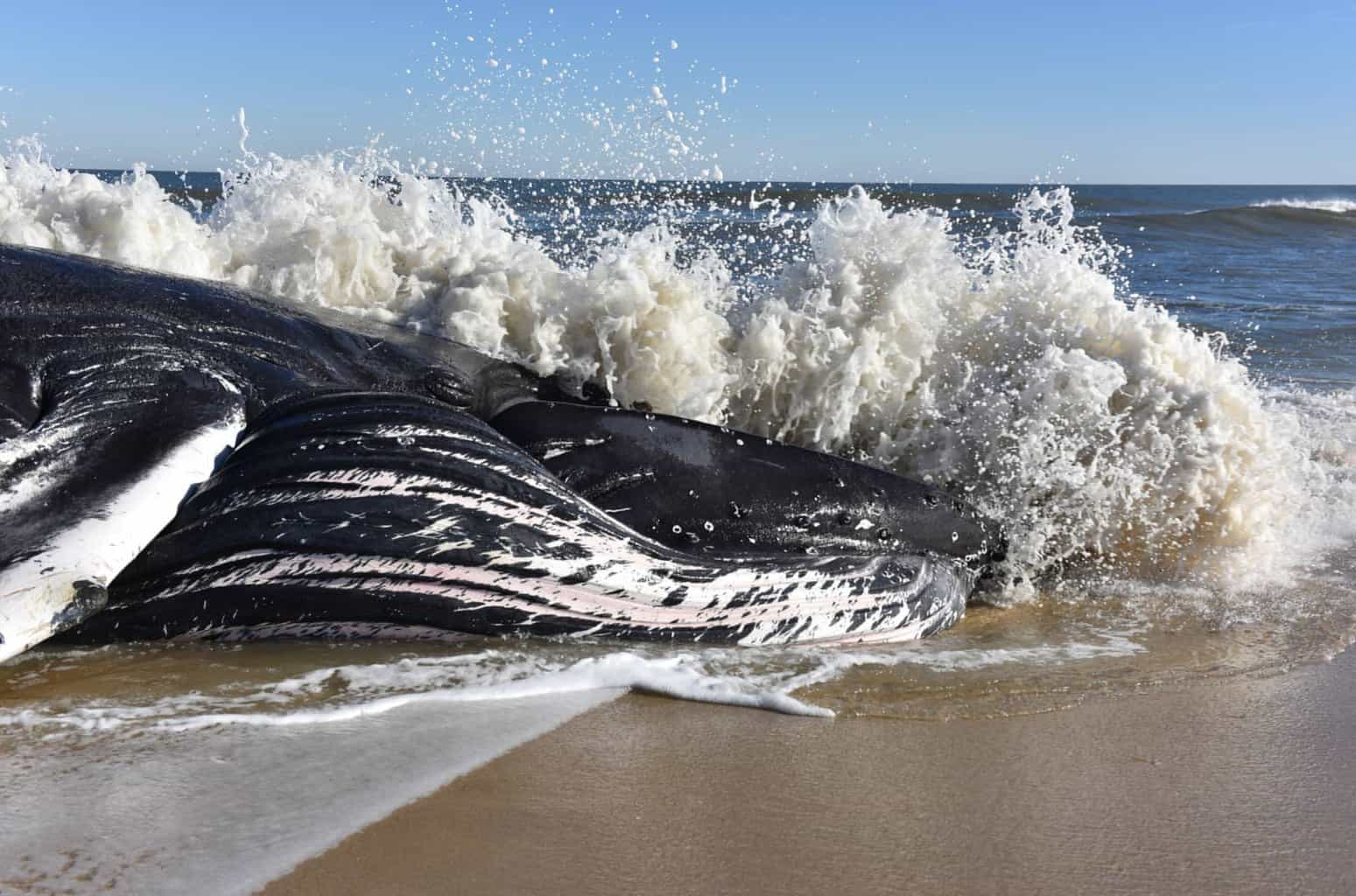 Dead Whale Found on Assateague - One of Many Recently Washed-up on East Coast Shores