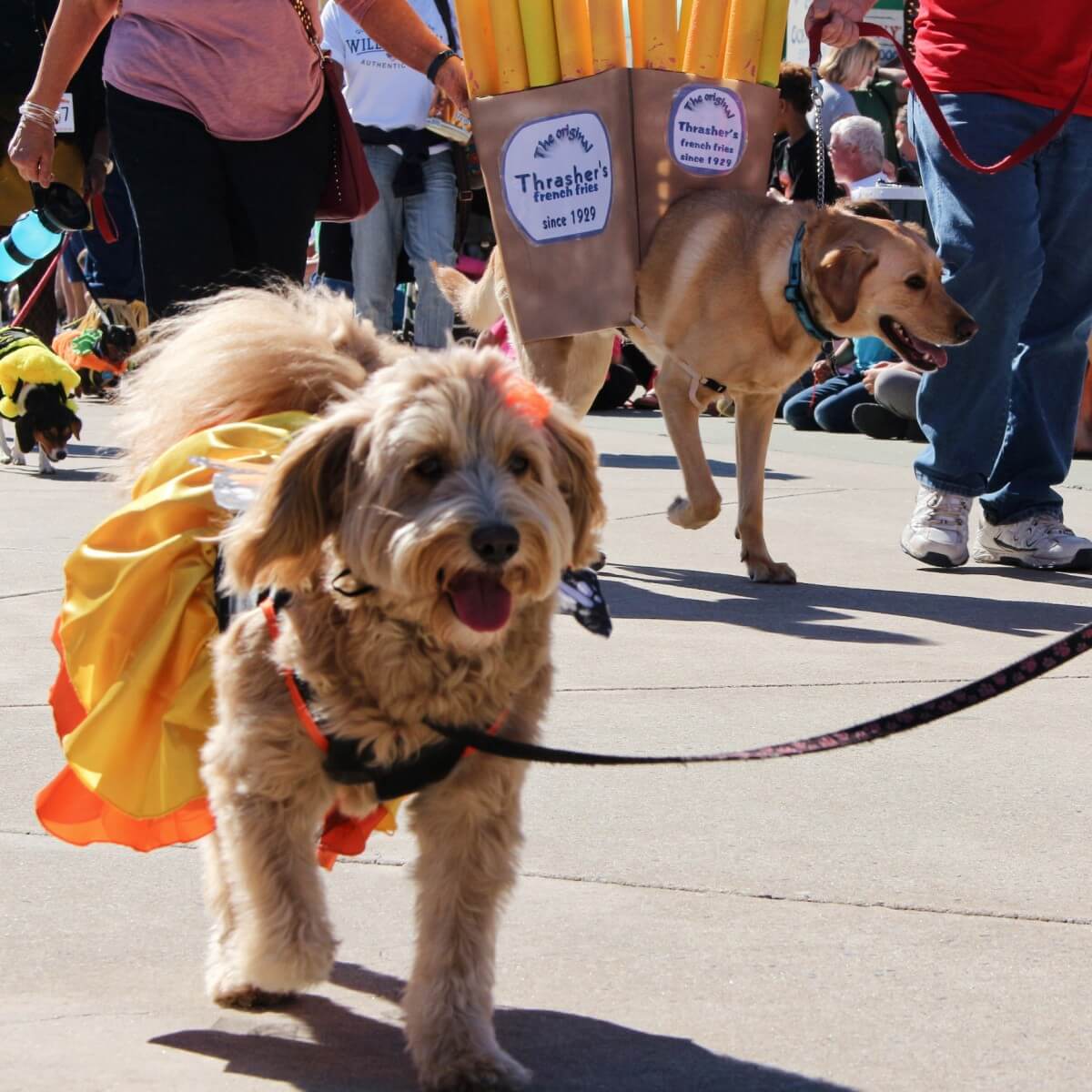 15 photos from the OCtoberfest HowlOWeen Pet Parade