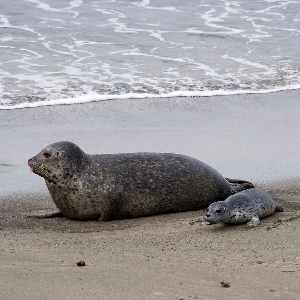 Creature Feature: It's almost seal season in Ocean City