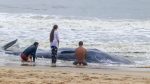 Image of beached whale in Ocean City, MD on Sept 15, 2019