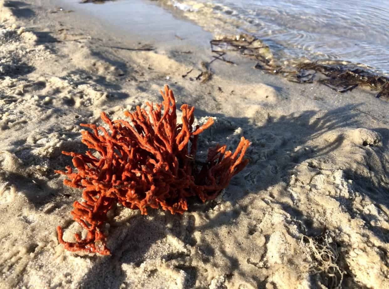 A Plunge Into The Sponge OceanCity Com   Red Beard Sponge 