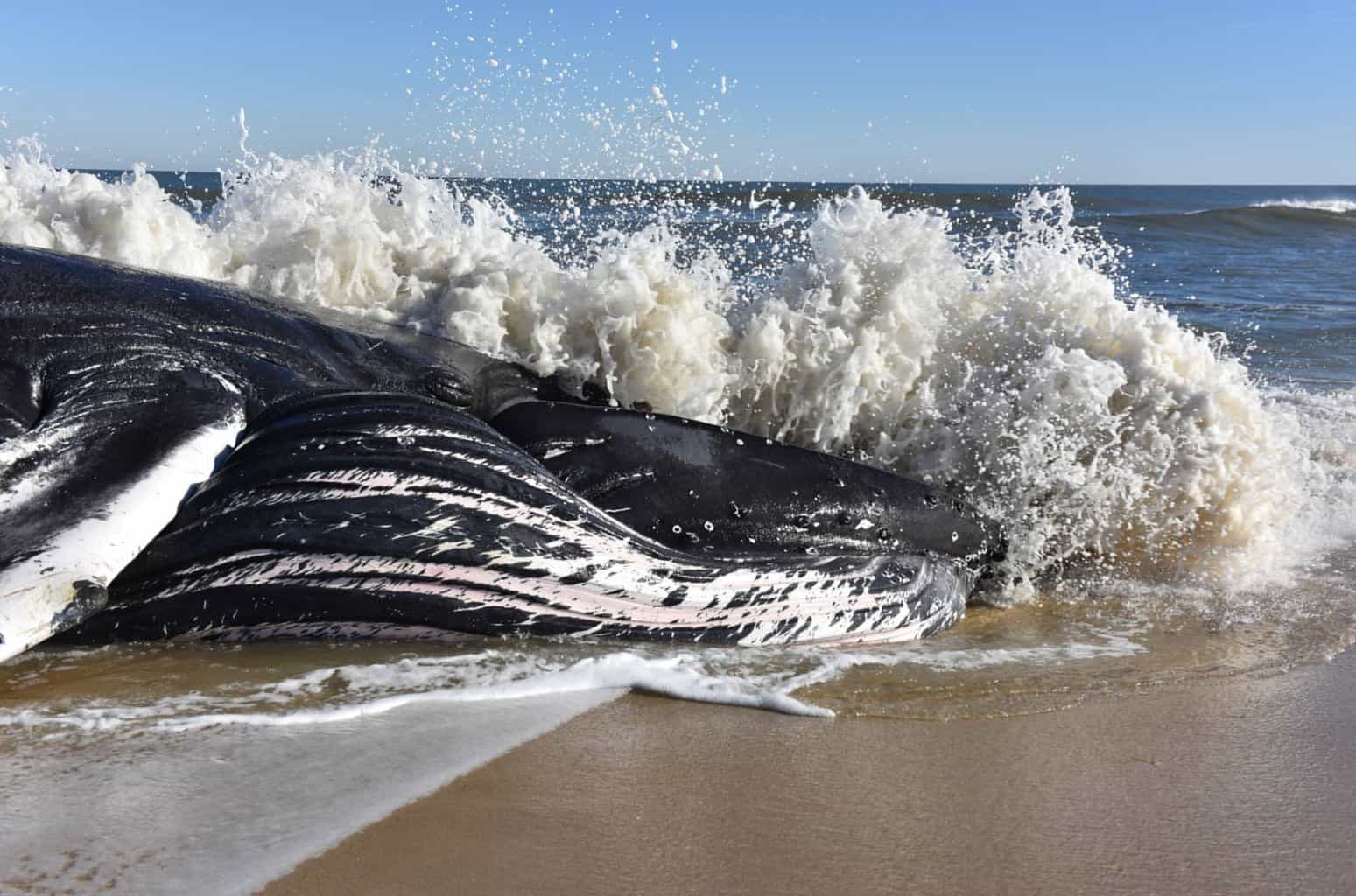 beached humpback whale