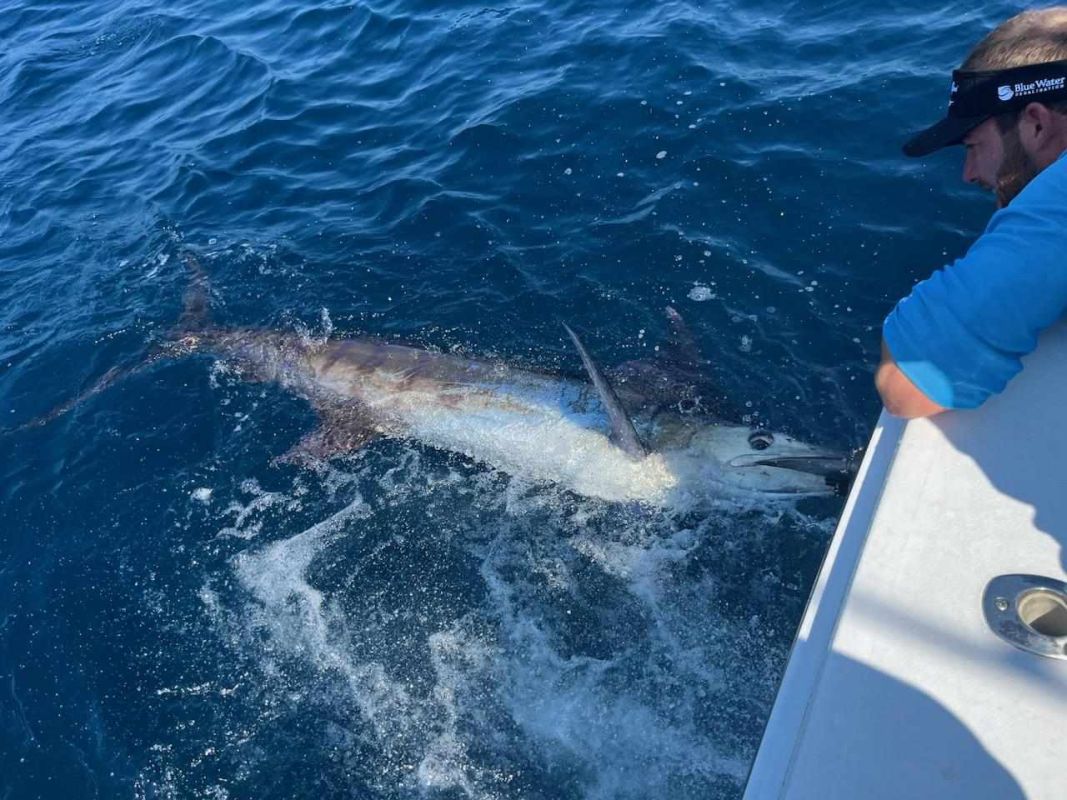 White Marlin Open- Day 4: Gearing Up for the Final Day - OceanCity.com